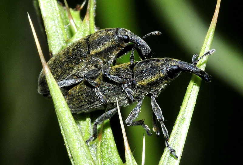 Curculionidae da det dalla grecia